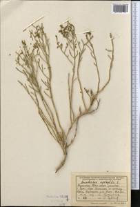 Анабазис безлистный L., Средняя Азия и Казахстан, Сырдарьинские пустыни и Кызылкумы (M7) (Казахстан)