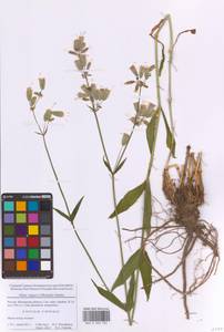 Смолевка обыкновенная, Хлопушка (Moench) Garcke, Восточная Европа, Московская область и Москва (E4a) (Россия)