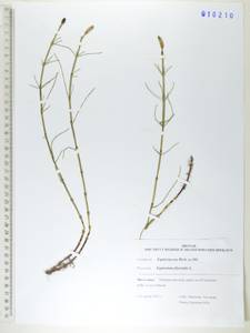 Хвощ приречный, Хвощ топяной L., Сибирь, Дальний Восток (S6) (Россия)