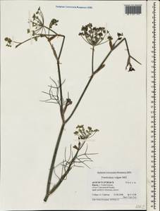 Anethum foeniculum L., Крым (KRYM) (Россия)