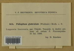 Psilopilum cavifolium (Wilson) I. Hagen, Гербарий мохообразных, Мхи - Западная Европа (BEu) (Финляндия)