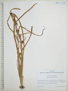 Ежеголовник всплывающий, Ежеголовник всплывший Rehmann, Сибирь, Дальний Восток (S6) (Россия)