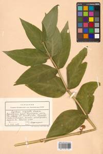 Silene cognata (Maxim.) H. Ohashi & H. Nakai, Сибирь, Дальний Восток (S6) (Россия)