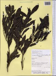 Cordia ecalyculata Vell., Америка (AMER) (Парагвай)