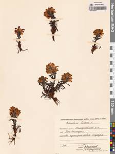 Мытник волосистый L., Сибирь, Чукотка и Камчатка (S7) (Россия)