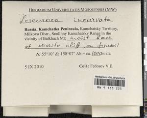 Lescuraea incurvata (Hedw.) E. Lawton, Гербарий мохообразных, Мхи - Чукотка и Камчатка (B21) (Россия)