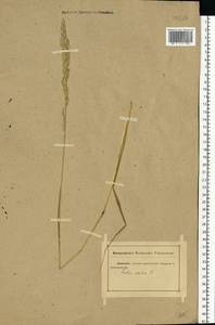 Lolium pratense (Huds.) Darbysh., Восточная Европа, Ростовская область (E12a) (Россия)