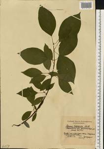 Кизил белый, Свидина белая L., Восточная Европа, Московская область и Москва (E4a) (Россия)