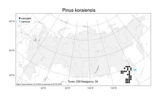 Pinus koraiensis, Сосна корейская, Кедр корейский Siebold & Zucc., Атлас флоры России (FLORUS) (Россия)