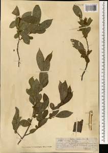 Ива ложнопятитычинковая (Flod.) Flod., Монголия (MONG) (Монголия)