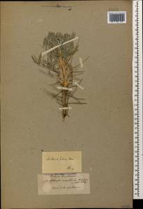 Astragalus micropterus Fischer, Кавказ, Азербайджан (K6) (Азербайджан)