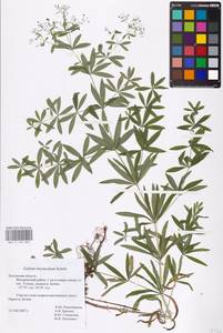 Подмаренник промежуточный Schult., Восточная Европа, Центральный район (E4) (Россия)