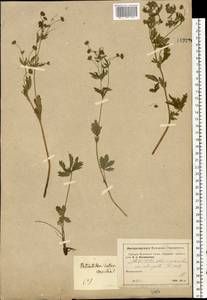 Potentilla thuringiaca subsp. goldbachii (Rupr.) Th. Wolf, Восточная Европа, Московская область и Москва (E4a) (Россия)