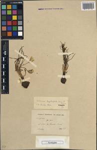 Gelasia psychrophila (Boiss. & Hausskn.) Zaika, Sukhor. & N. Kilian, Зарубежная Азия (ASIA) (Иран)