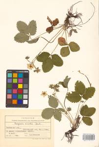 Земляника зеленая, Полуница Duchesne, Восточная Европа, Центральный лесостепной район (E6) (Россия)