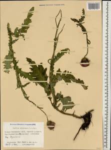 Чертополох прижатый C. A. Mey., Кавказ, Северная Осетия, Ингушетия и Чечня (K1c) (Россия)