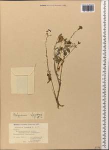 Hedysarum formosum Basiner, Кавказ, Грузия (K4) (Грузия)
