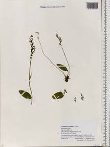 Hemipilia cucullata (L.) Y.Tang, H.Peng & T.Yukawa, Восточная Европа, Центральный лесной район (E5) (Россия)