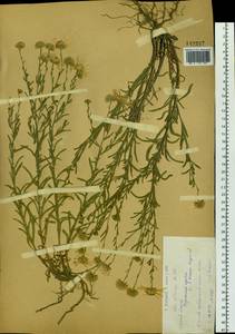 Гетеропаппус алтайский (Willd.) Novopokr., Сибирь, Западный (Казахстанский) Алтай (S2a) (Казахстан)