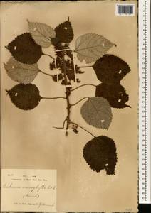 Boehmeria japonica (L. fil.) Miq., Зарубежная Азия (ASIA) (Индонезия)
