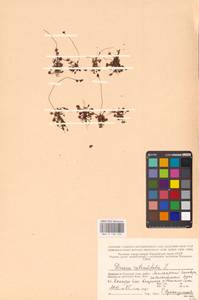 Росянка круглолистная L., Восточная Европа, Северный район (E1) (Россия)
