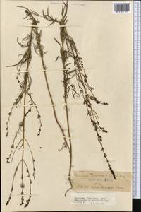 Лепторабдос мелкоцветковый (Benth.) Benth., Средняя Азия и Казахстан, Северный и Центральный Тянь-Шань (M4) (Киргизия)
