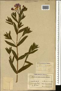 Кипрей волосистый, Кипрей мохнатый L., Кавказ, Азербайджан (K6) (Азербайджан)