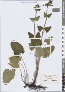 Betonica macrantha K.Koch, Кавказ, Ставропольский край, Карачаево-Черкесия, Кабардино-Балкария (K1b) (Россия)