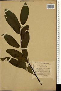 Salix caprea × caucasica, Кавказ, Грузия (K4) (Грузия)