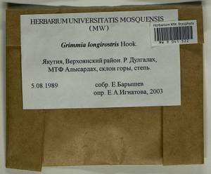 Grimmia longirostris Hook., Гербарий мохообразных, Мхи - Якутия (B19) (Россия)