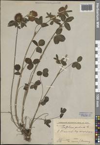 Клевер луговой L., Средняя Азия и Казахстан, Сырдарьинские пустыни и Кызылкумы (M7) (Узбекистан)