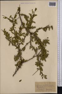 Prunus microcarpa C. A. Mey., Средняя Азия и Казахстан, Копетдаг, Бадхыз, Малый и Большой Балхан (M1) (Туркмения)