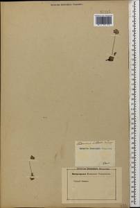 Проломник мохнатый L., Кавказ (без точных местонахождений) (K0)