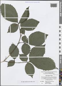 Вяз голый, Вяз шершавый Huds., Восточная Европа, Северо-Западный район (E2) (Россия)