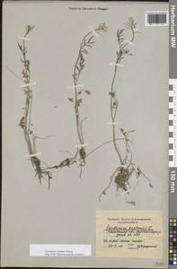 Cardamine pratensis subsp. dentata (Schult.) Čelak., Восточная Европа, Московская область и Москва (E4a) (Россия)