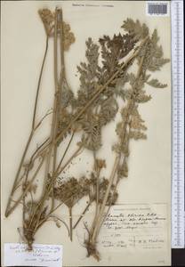 Порезник Шренка C. A. Mey. ex Schischk., Средняя Азия и Казахстан, Северный и Центральный Тянь-Шань (M4) (Казахстан)