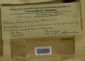Dicranum fuscescens Turner, Гербарий мохообразных, Мхи - Дальний Восток (без Чукотки и Камчатки) (B20) (Россия)