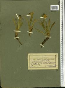 Колокольчик волосистоцветковый M.Bieb., Сибирь, Алтай и Саяны (S2) (Россия)