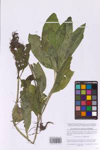 Норичник Скополи Hoppe, Восточная Европа, Московская область и Москва (E4a) (Россия)