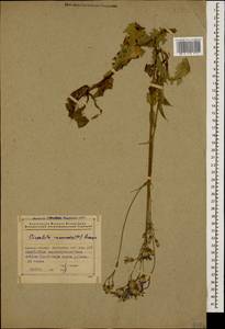Lactuca racemosa Willd., Кавказ, Азербайджан (K6) (Азербайджан)