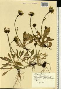 Trommsdorffia maculata (L.) Bernh., Восточная Европа, Западно-Украинский район (E13) (Украина)