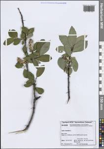 Ива копьевидная L., Сибирь, Центральная Сибирь (S3) (Россия)