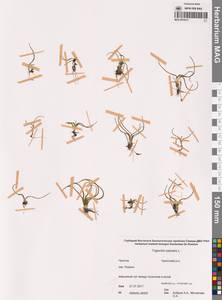 Триостренник болотный L., Сибирь, Чукотка и Камчатка (S7) (Россия)