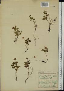 Малина арктическая, Княженика, Поленика L., Восточная Европа, Северный район (E1) (Россия)