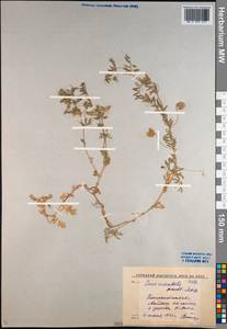 Vicia orientalis (Boiss.) Bég. & Diratz., Средняя Азия и Казахстан, Западный Тянь-Шань и Каратау (M3) (Узбекистан)