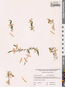 Болотник обоеполый L., Сибирь, Чукотка и Камчатка (S7) (Россия)