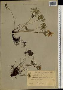 Прострел желтеющий (Zucc.) Zāmelis, Сибирь, Якутия (S5) (Россия)