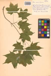 Клен моно, Клен мелколистный (Maxim.) H.Ohashi, Сибирь, Дальний Восток (S6) (Россия)