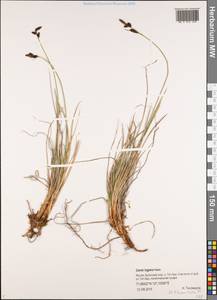 Осока траурная (Holm) T.V.Egorova, Сибирь, Якутия (S5) (Россия)