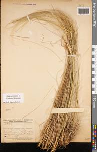 Ковыль перистый L., Восточная Европа, Средневолжский район (E8) (Россия)